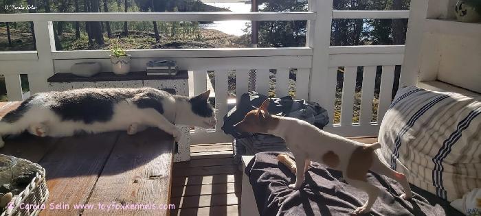 Alkusyksyn terveisiä lähettää perheen omaan Cas-kissaan
uteliaalla mielenkiinnolla tutustuva ?PR? Dunkel?s Polly aka Polly.