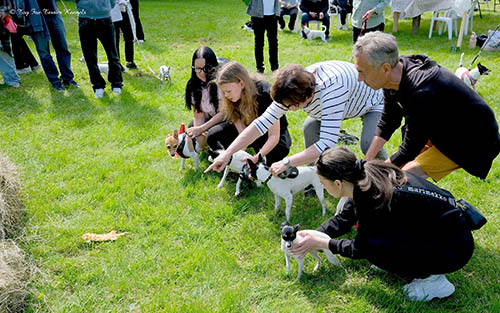 Toy Fox Terrier Kennelin Kesäpäivä 2025 amerikankääpiöterrieri