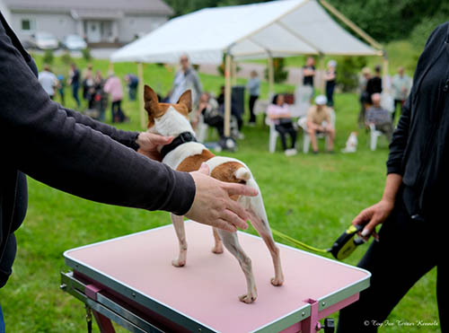 Toy Fox Terrier Kennelin Kesäpäivä 2025