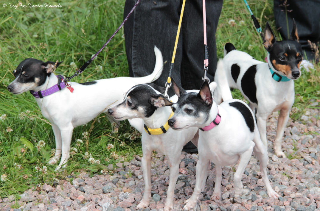 TFT Tapahtumap&auml;iv&auml; 2015