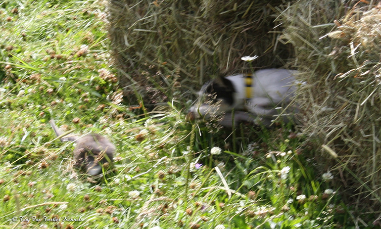 hiiritunnelijuoksu 14