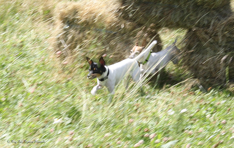 hiiritunnelijuoksu 42