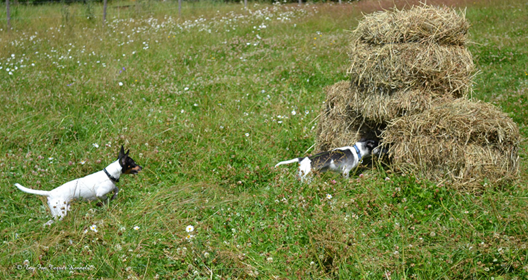 hiiritunnelijuoksu 7