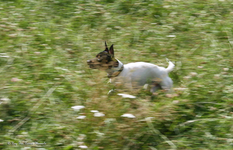 hiiritunnelijuoksu 46