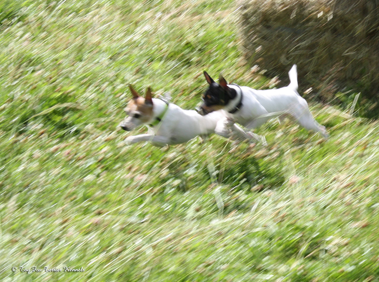 hiiritunnelijuoksu 43