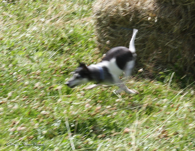 hiiritunnelijuoksu 49