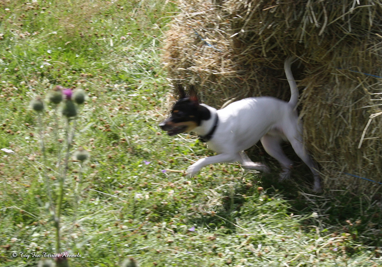 hiiritunnelijuoksu 33