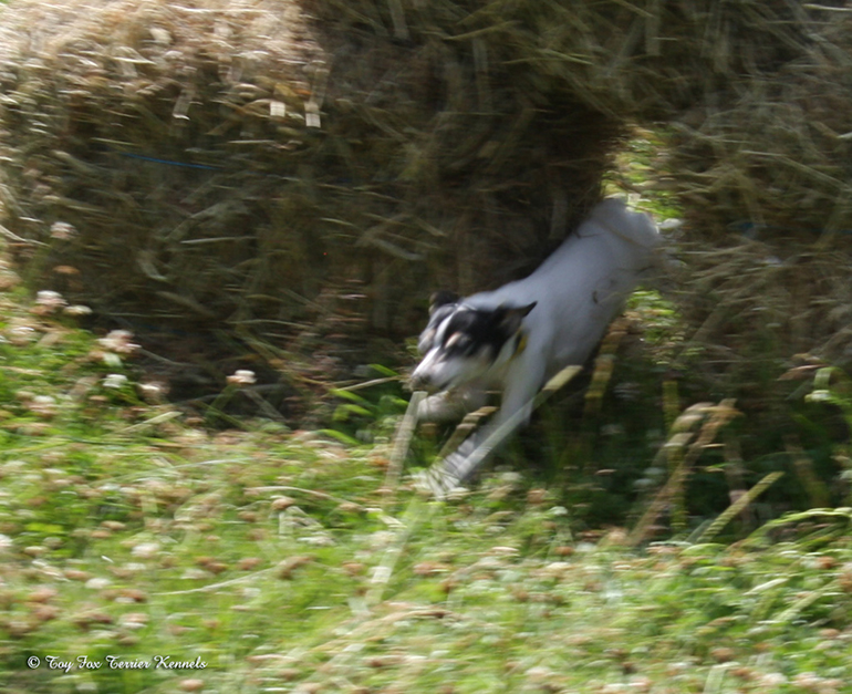 hiiritunnelijuoksu 36