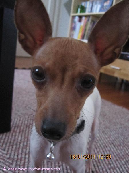 Inga The Linssilude! :)