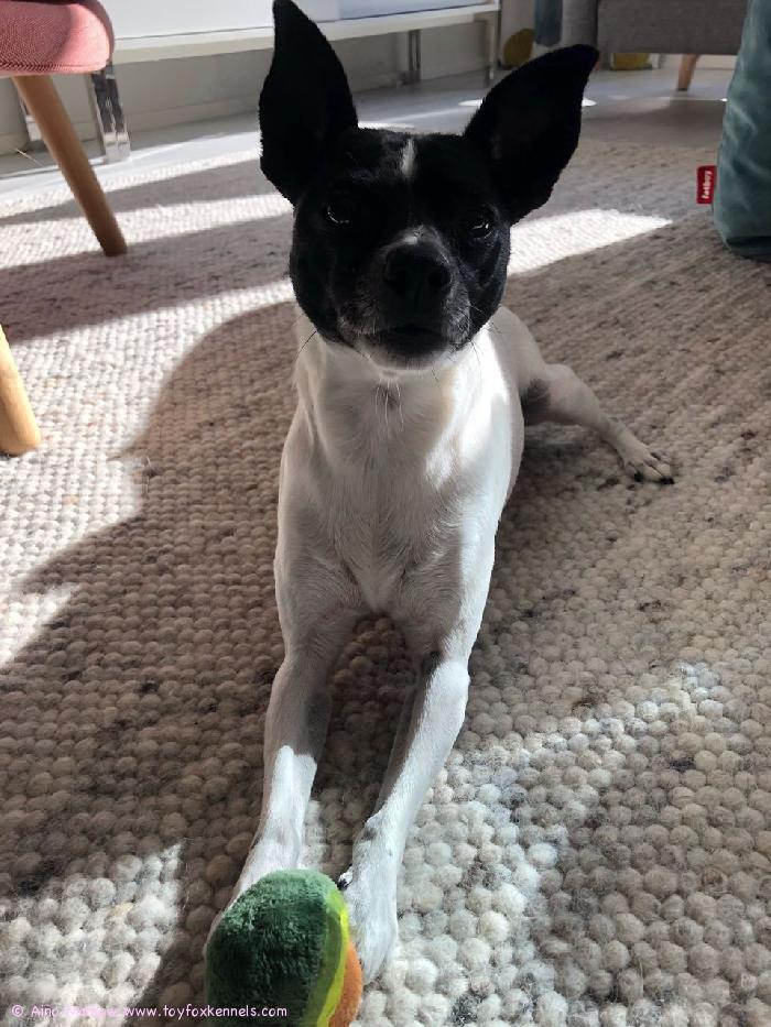 Alkusyksyn terkut Yodalta! Kesä on sujunut mukavasti mustikoita syöden ja Yoda voi muutenkin hyvin.