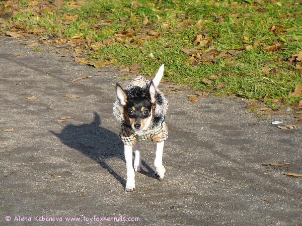 'PR' Dunkel's Snoopy Safran