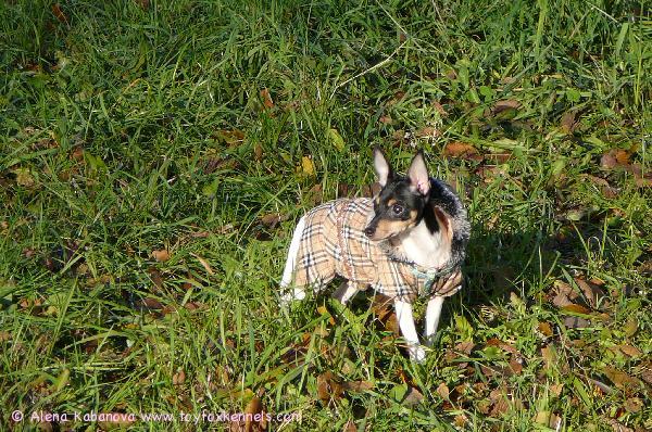 'PR' Dunkel's Snoopy Safran