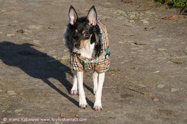 'PR' Dunkel's Snoopy Safran