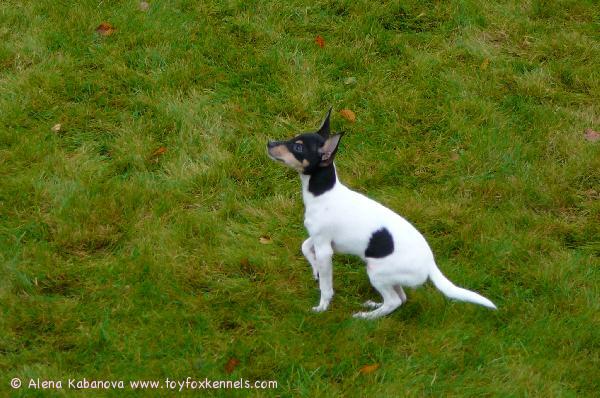 'PR' Dunkel's Snoopy Safran