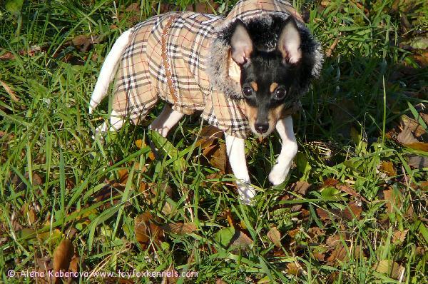 'PR' Dunkel's Snoopy Safran