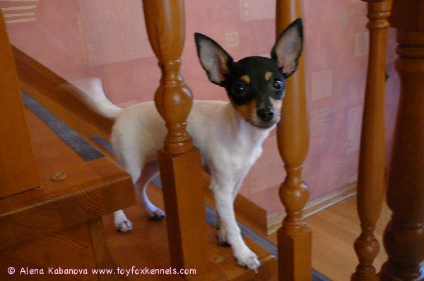 'PR' Dunkel's Snoopy Safran