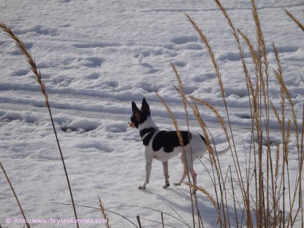 Alma maaliskuussa 2009