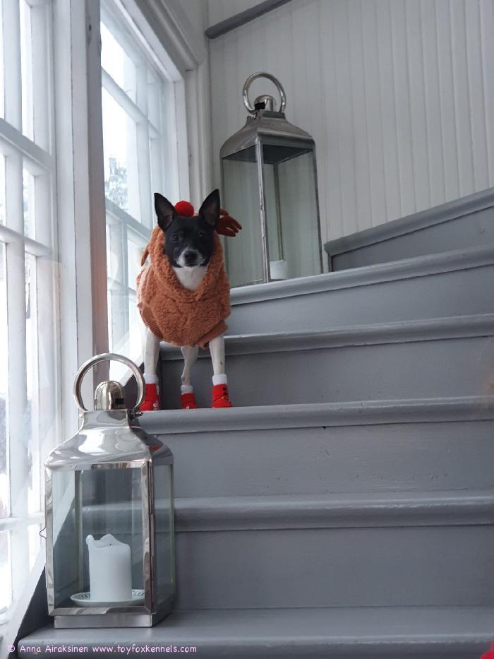 Putte jouluporona, sukat lensi jaloista ensimmäisessä kaaressa!