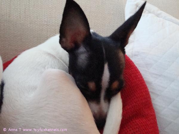 Alma nukkuu päiväunia :)