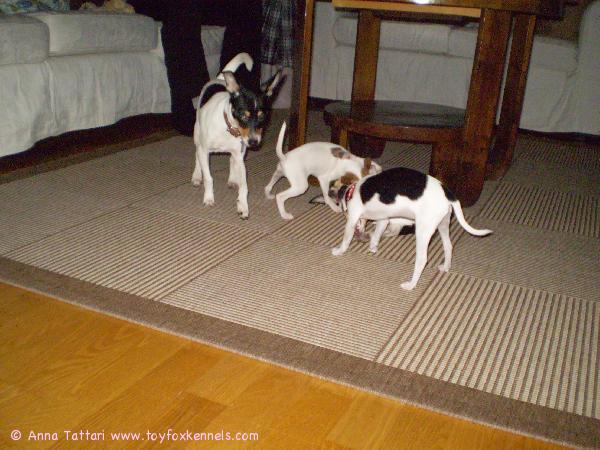 Alma-neiti ja kaverit.