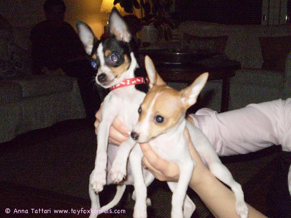 Alma-neiti ja kaveri.