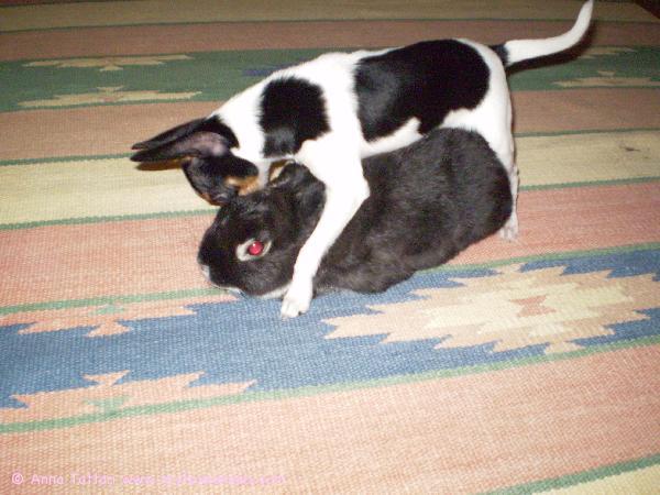 Alma antaa kanille kyytiä!