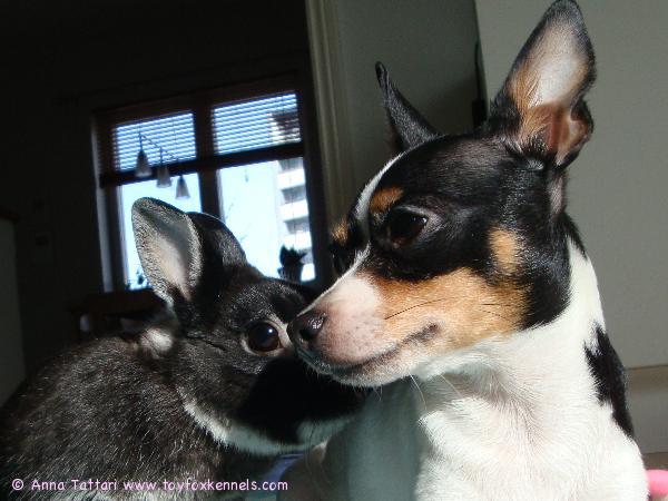 Alma ja Hemppu-kani (: