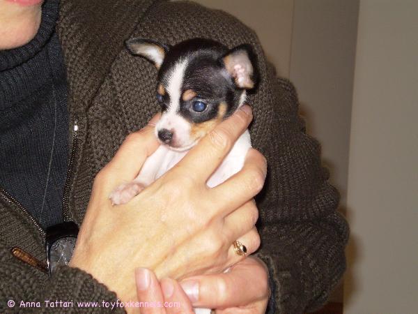 Alma vaavina kennelissä.