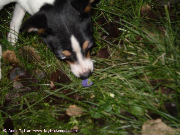 Alma ja orvokki jouluaattona 2007.