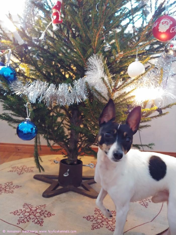 Hyvää ja rauhallista joulun aikaa sekä onnea uudelle vuodelle! Terveisin Annamari, Janne, Jonne, Jimi ja Spendor II.