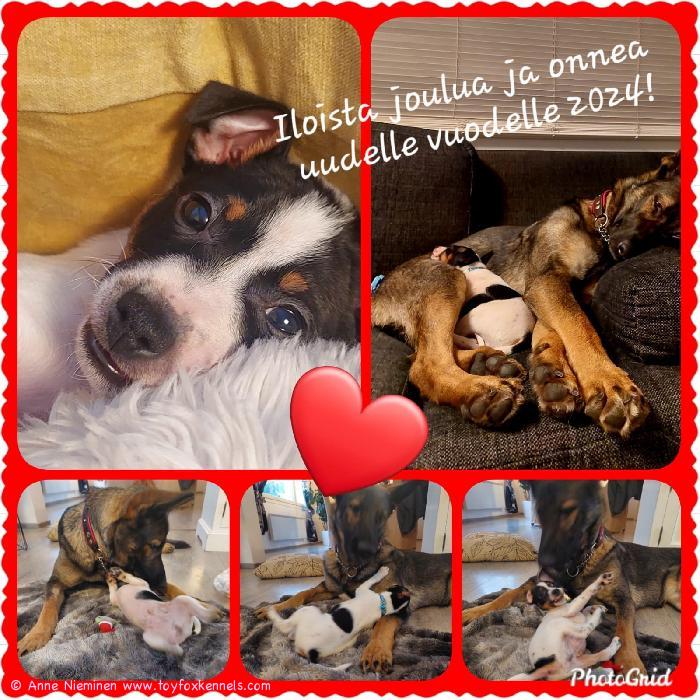 Ihanaa joulunaikaa teille! Leppoisia pyhäpäiviä toivotellen, Anne, Janne sekä Luru ja Rauha