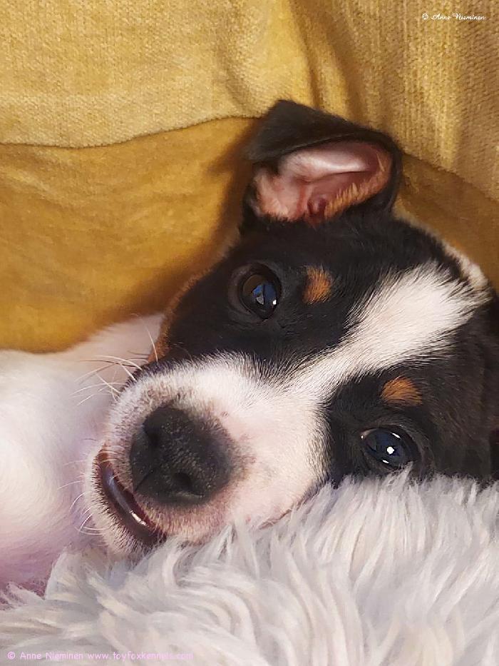 Amerikankääpiöterrieri Dunkel‘s Cordo Cannon aka Luru.