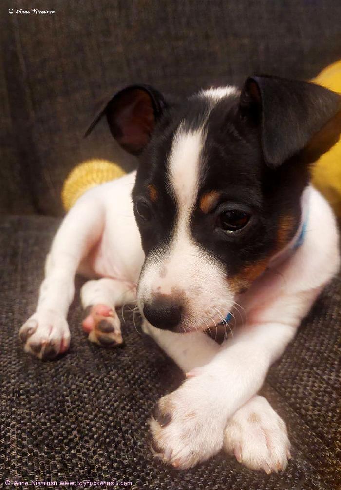 Amerikankääpiöterrieri Dunkel‘s Cordo Cannon aka Luru.