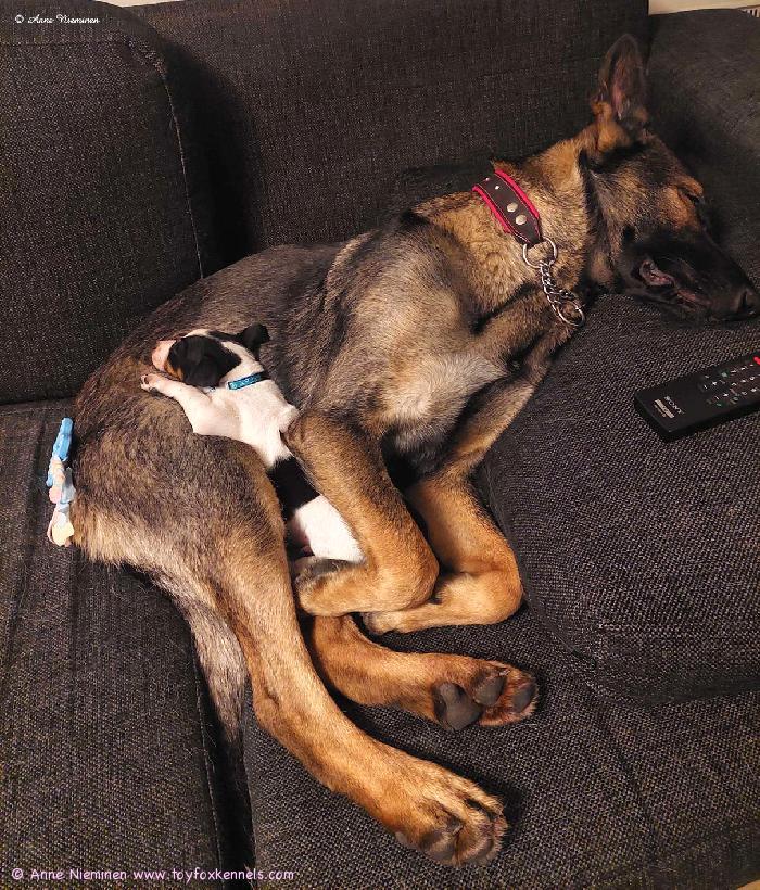 Amerikankääpiöterrieri Luru ja saksanpaimenkoira Rauha.