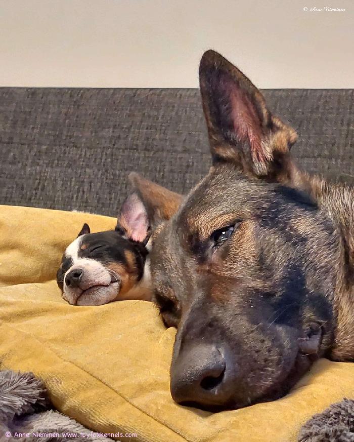 Amerikankääpiöterrieri Luru ja saksanpaimenkoira Rauha.