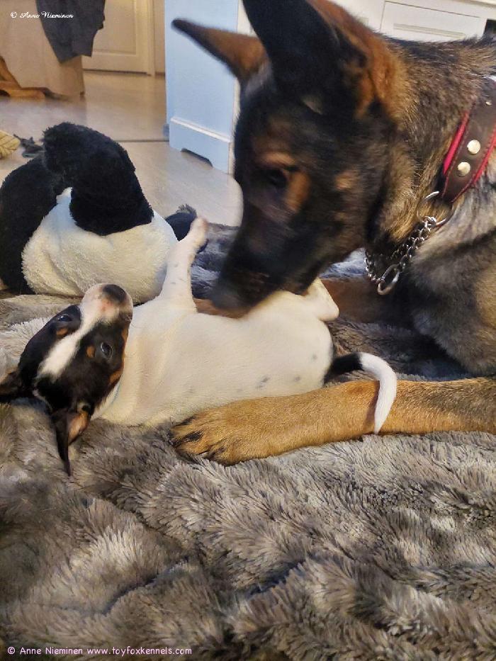 Amerikankääpiöterrieri Luru ja saksanpaimenkoira Rauha.