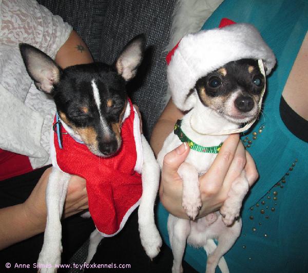 Jouluaattoillan väsyneet juhlijat 'PR' Dunkel's Pikkolo Jr. III aka Teppo sekä 'PR' Dunkel's Lucky Gun aka Onni.