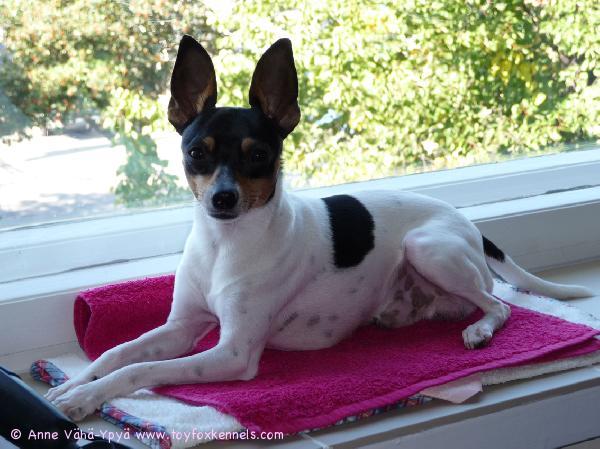 Tikosta on todellakin kasvanut aivan upea koira joka on varmasti vertaansa vailla (taitaa kaikki oman AKT:n omistajat ajatella näin).