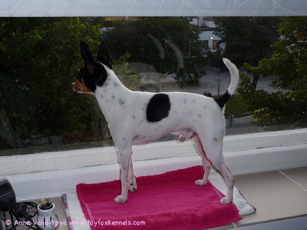 Tiko ja loistava ikkunapaikka.