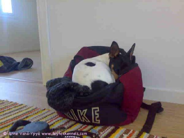 Tiko päätti varmistaa, ettei unohdu vaan matkasta ja päätti mennä reppuun eväitten päälle nukkumaan.