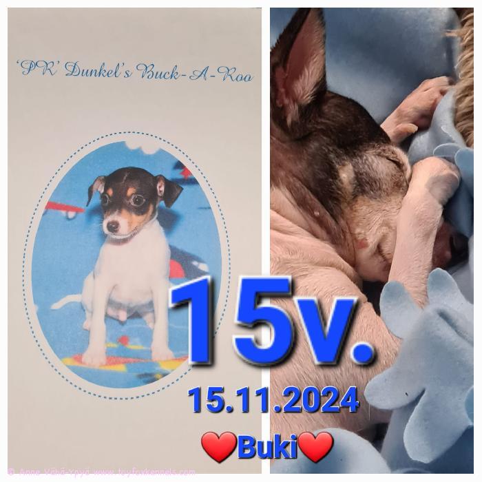 Paljon onnea upea ‘PR‘ Dunkel‘s Buck-A-Roo aka Buki, joka täyttää tänään komeat 15 vuotta!
Onnea myös Bukin sisaruksille!