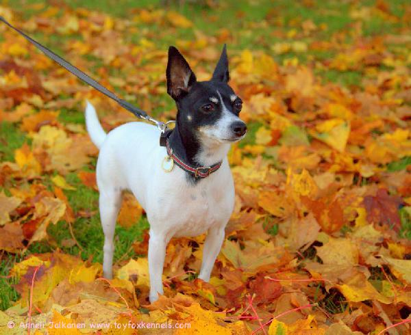 Syksyyn valmistautuu 'PR' Dunkel's Baby Doll aka Tiuhti.