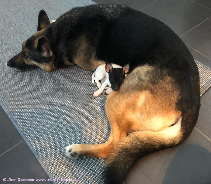 Amerikankääpiöterrieri ‘PR‘ Dunkel‘s Mack Adams aka Puosu ja paras kaverinsa työkoira saksanpaimenkoira Nusse.
Kuva © Anni Jäppinen.