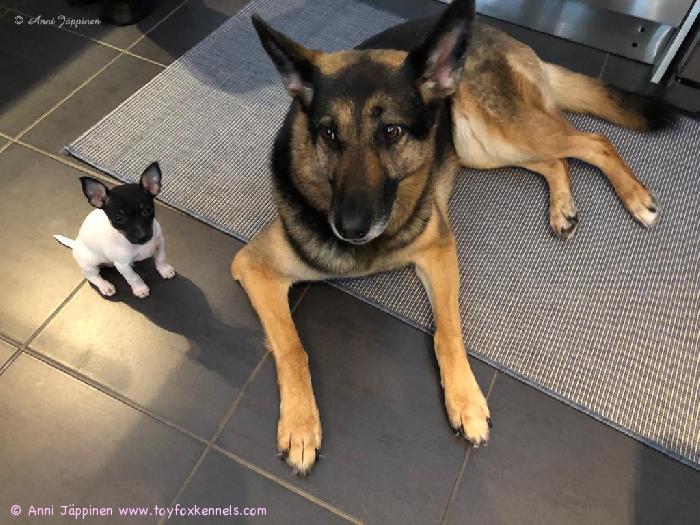 Amerikankääpiöterrieri ‘PR‘ Dunkel‘s Mack Adams aka Puosu ja paras kaverinsa työkoira saksanpaimenkoira Nusse.
Kuva © Anni Jäppinen.