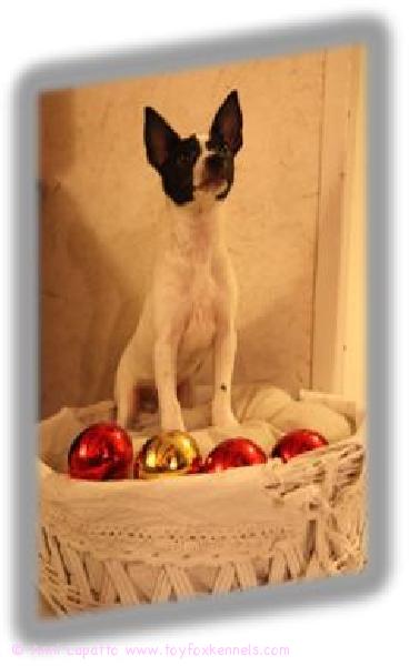 Rakkaudentäyteistä Joulunaikaa!