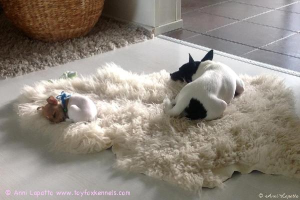 Mocca Jr. ja Frodo aamu-unosilla.