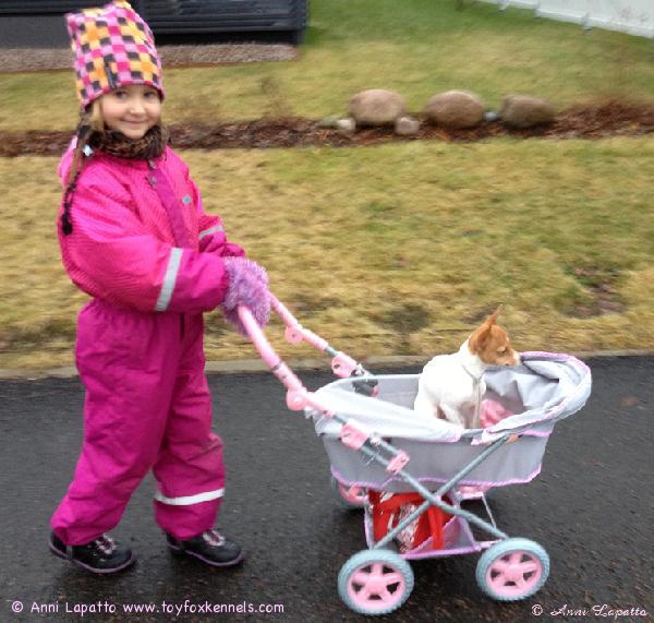 'PR' Dunkel's Master Mocca Jr. aka Mocca Jr. päiväkävelyllä Oodin kanssa.