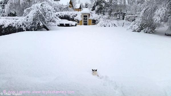 Umpihangessa pistelee menemään 'PR' Dunkel's Black Dali aka Frodo!