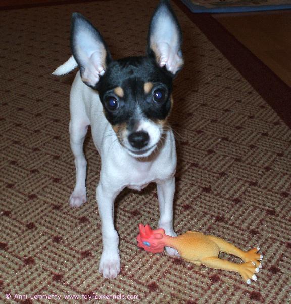 'PR' Dunkel's Venise aka Yoda