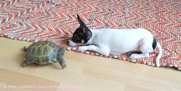 'PR' Dunkel's Venise aka Yoda ja kaverinsa kilpikonna